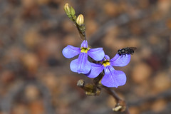 Hover fly Emerus sp. on Lobelia flower.