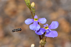 Hover fly Eumerus sp. arriving