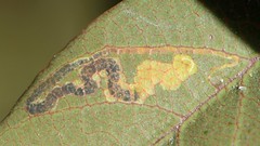 Tunnel of a leaf-miner caterpillar on a California Coffeeberry leaf