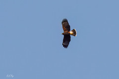 1.02821 Buse de Harris / Parabuteo unicinctus harrisi / Harris's Hawk / Gavilán Mixto (harrisi)