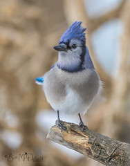 Blue Jay