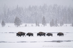 Bison Snowstorm