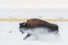 2411_1434 Running Bull