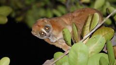 Bengal Slow Loris (Nycticebus bengalensis) ©