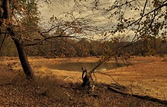 Wood Duck Pond