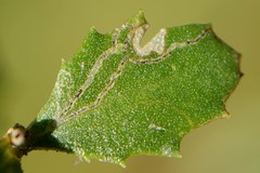 Tunnel of a leaf-miner caterpillar on a Coyote Bush leaf