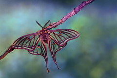 Spanish Moon Moth