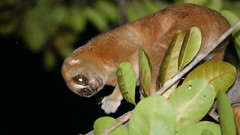 Bengal Slow Loris (Nycticebus bengalensis) ©