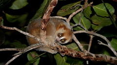 Bengal Slow Loris (Nycticebus bengalensis) ©