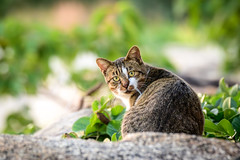 浜の猫ーSeaside cats