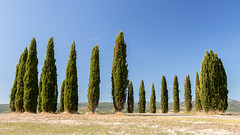 The most photographed cypress grove in the world