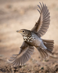 Hermit Thrush---Catharus guttatus