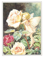 The Rose Fairy