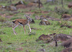 Newborn Thompson's gazelle fawn