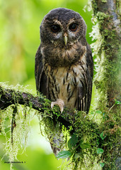 Mottled Owl (Ciccaba virgata)