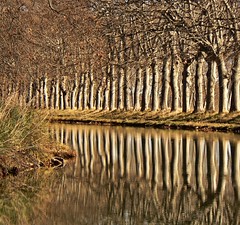 Les platanes