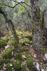 MAREMMA TOSCANA - MURO PREISTORICO A MONTE LEONE 55m