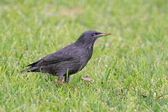 Estorninho preto - Sturnus unicolor - Spotless starling