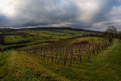 Luxembourgish vines in late autumn