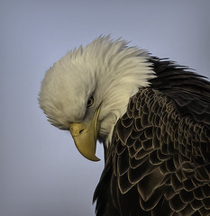 Eagle head shot.....