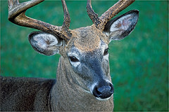 Whitetail buck, Cuttyhunk Island, Massachusetts