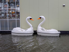 Swans, Amsterdamse Bos.