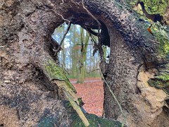 Looking through a tree