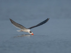 Indian Skimmer. This is an endangered species.