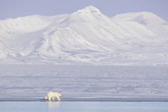 Billefjorden - Svalbard