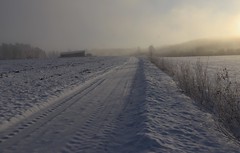 Winter frost view