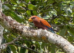 Broad-billed Roller - Eurystomus glaucurus