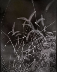 cluster, dried plant forms, Bellair Road, Asheville, NC, RB Auto Graflex 3x4, Carl Zeiss Jena Tessar 180mm f-4.5, 1.6.25