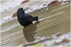 Boyero negro, Solitary Cacique (Cacicus solitarius)