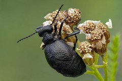 Mattschwarzer Herbstölkäfer (Meloe rugosus)