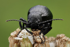 Mattschwarzer Herbstölkäfer (Meloe rugosus) Portrait