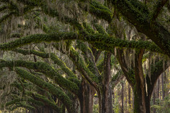 Boone Hall Oaks