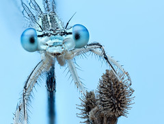 Damselfly portrait (Platycnemis pennipes?)