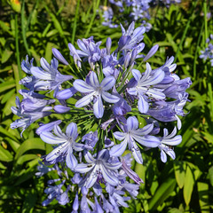 Agapanthus Africanus 'Peter Pan' [Giarre - 27 June 2024]