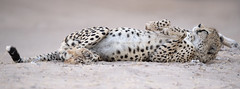 Cheetah in Kgalagadi Transfrontier Park /South Africa /        