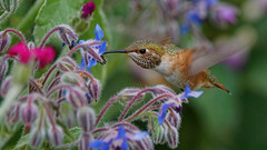 Rufous Hummingbird