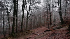 wintermorgen im teutoburger wald