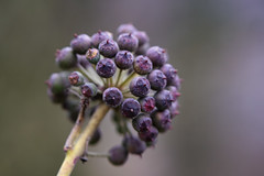 A Cluster of Berries' Mirth