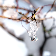 Vanmorgen in de tuin - this morning