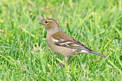 Tentilhão comum - Fringilla coelebs - Chaffinch