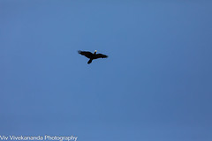 On a sunny spring morning at the wetland, adult Aussie Raven carries human junk food (fast food chips) for consumption. The common raven has been revered as a spiritual figure or godlike creature in some communities.