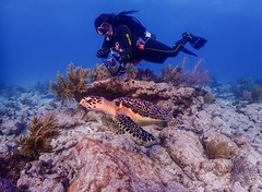 Hawksbill Sea Turtle, Tavernier, Florida