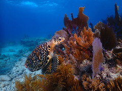 Hawksbill Sea Turtle, Tavernier, Florida