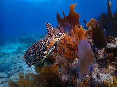 Hawksbill Sea Turtle, Tavernier, Florida