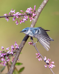 Cerulean Warbler Wingstretch - Ohio