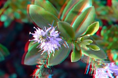 Plant Trompenburg Rotterdam 3D 40mm-macro